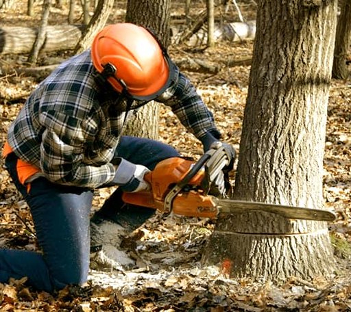 Tree Removal in Korbel, CA